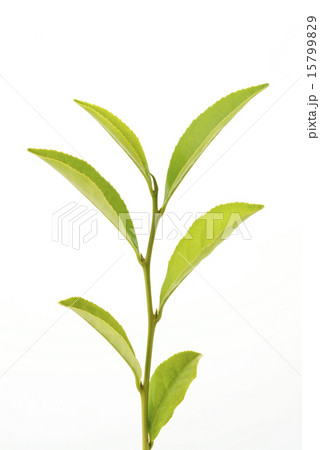 お茶の葉一本　白バック 15799829