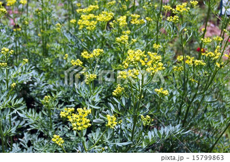 ハーブ ルーの花の写真素材