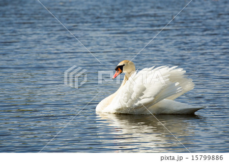 Mute swan, Cygnus, single bird on water 15799886