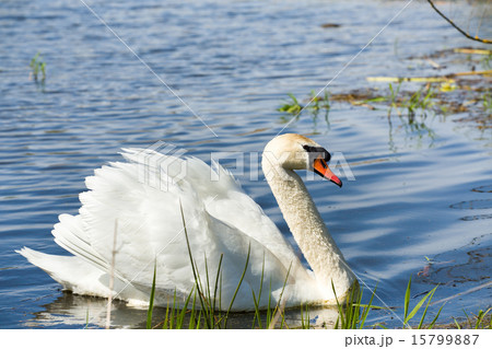 Mute swan, Cygnus, single bird on water 15799887