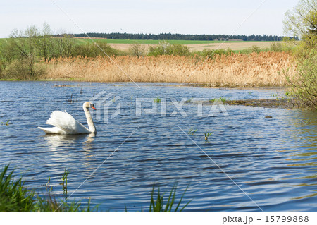 Mute swan, Cygnus, single bird on water Mute swan, Cygnus, single bird on water 15799888