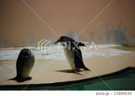 仲良しペンギン 仲良しペンギン 15800030