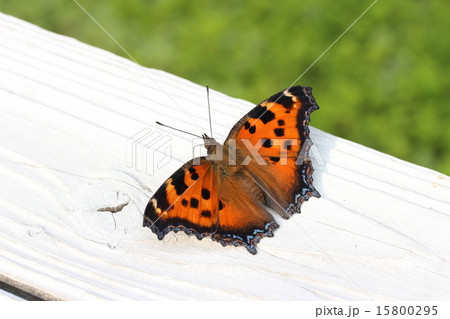 ヒオドシチョウ 15800295