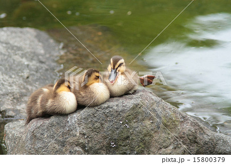 カルガモの赤ちゃん 15800379