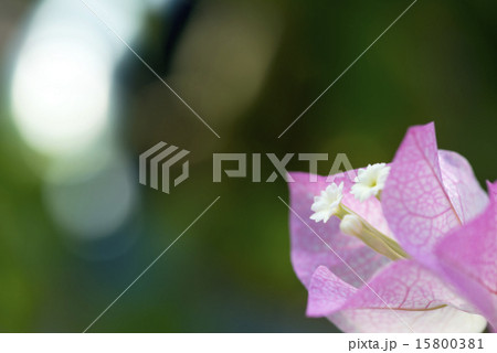 ブーゲンビリアの花　スペース 15800381