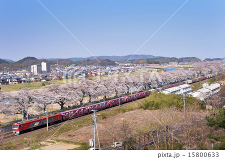 さくらと電車 さくらと電車 15800633
