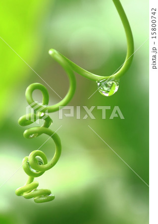 パッションフルーツのつる パッションフルーツのつる 15800742