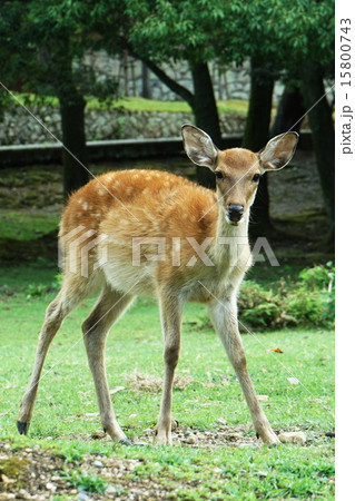 奈良東大寺・ハンサムなバンビ 奈良東大寺・ハンサムなバンビ 15800743