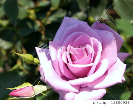 青い薔薇のさきがけ(ブルームーン) 青い薔薇のさきがけ(ブルームーン) 15800988