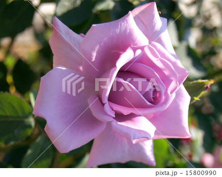 青い薔薇のさきがけ(ブルームーン) 青い薔薇のさきがけ(ブルームーン) 15800990