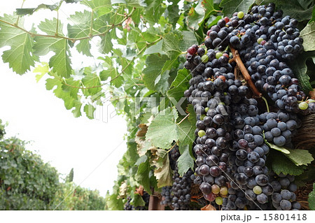 アメリカ　ナパバレー　ワイナリー　ブドウ 15801418