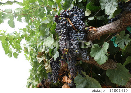 アメリカ ナパバレー ワイナリー ブドウ アメリカ ナパバレー ワイナリー ブドウ 15801419