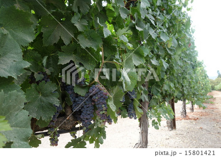 アメリカ　ナパバレー　ワイナリー　ブドウ　 15801421