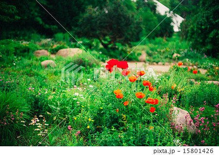 Garden Landscaping Design. Flower Bed, Green Trees And Bushes In 15801426