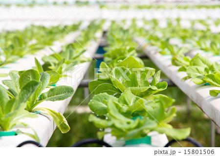 Hydroponics vegetable farm Hydroponics vegetable farm 15801506