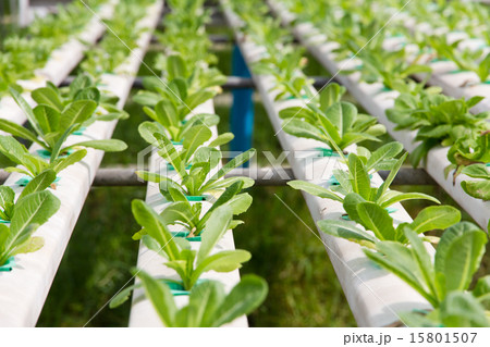 Hydroponics vegetable farm Hydroponics vegetable farm 15801507