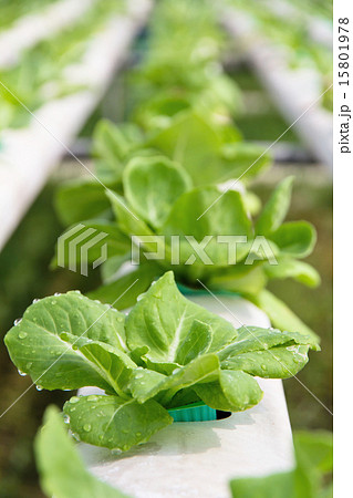 Hydroponics vegetable farm 15801978