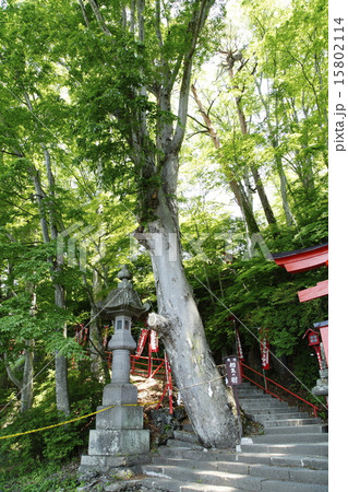 鼻顔稲荷神社（相生の樹：佐久市） 15802114
