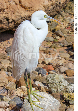 White Egret White Egret 15802277