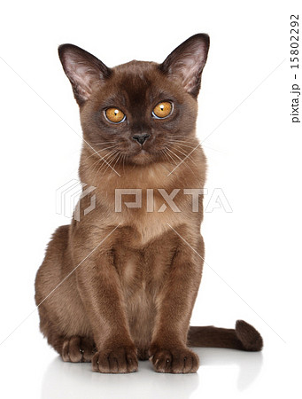 Burmese kitten 15802292