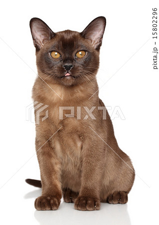 Burmese kitten 15802296