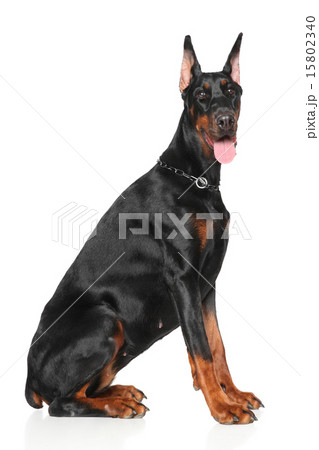 Young Doberman on white background Young Doberman on white background 15802340