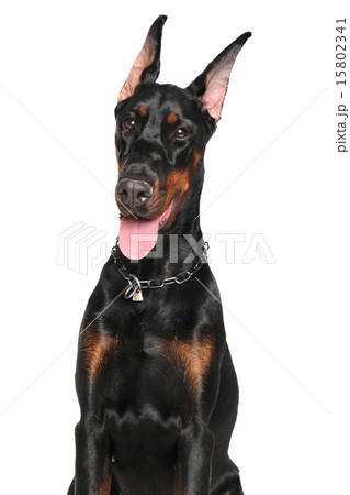 Young Doberman on white background 15802341