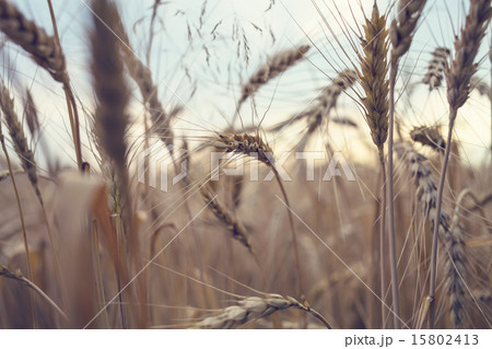 Wheat Wheat 15802413