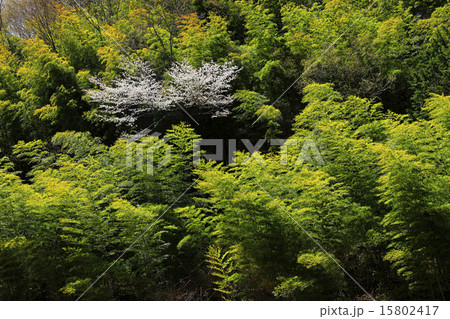 桜と竹林 桜と竹林 15802417
