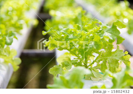 Hydroponics vegetable farm 15802432