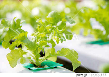 Hydroponics vegetable farm 15802433