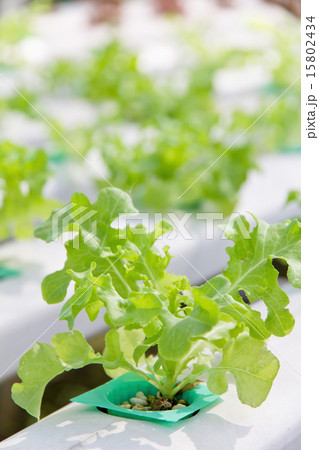 Hydroponics vegetable farm Hydroponics vegetable farm 15802434