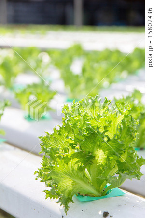 Hydroponics vegetable farm Hydroponics vegetable farm 15802436