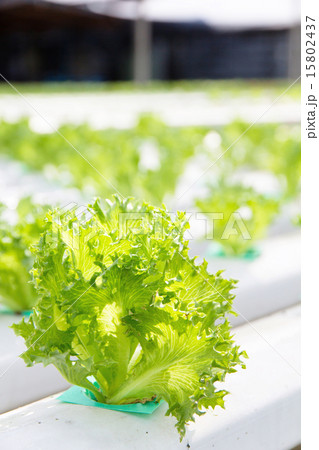 Hydroponics vegetable farm 15802437