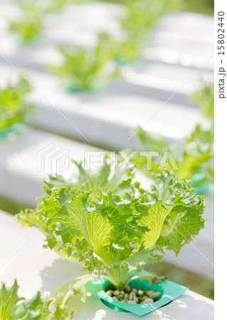 Hydroponics vegetable farm Hydroponics vegetable farm 15802440