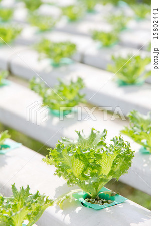 Hydroponics vegetable farm 15802441
