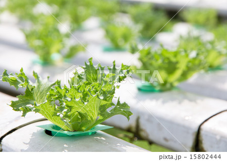 Hydroponics vegetable farm 15802444