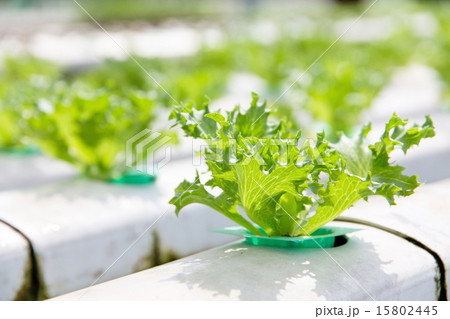 Hydroponics vegetable farm 15802445
