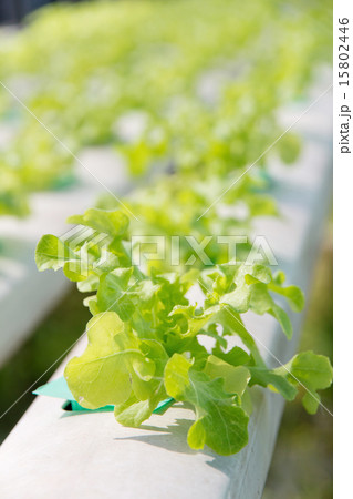 Hydroponics vegetable farm 15802446