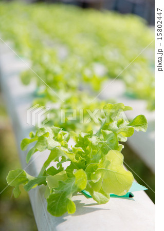 Hydroponics vegetable farm 15802447