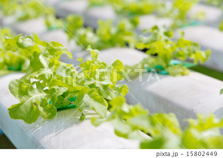 Hydroponics vegetable farm 15802449