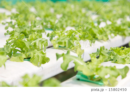 Hydroponics vegetable farm 15802450