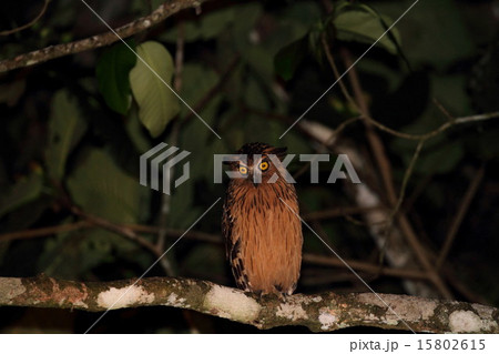 Buffy Fish Owl (マレーウオミミズク) Buffy Fish Owl (マレーウオミミズク) 15802615