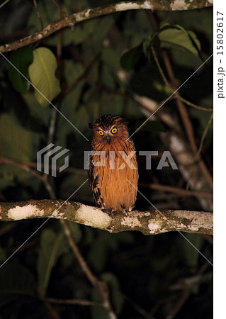 Buffy Fish Owl （マレーウオミミズク） 15802617