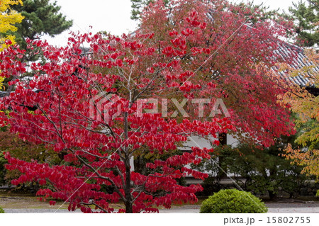 広隆寺の紅葉 広隆寺の紅葉 15802755