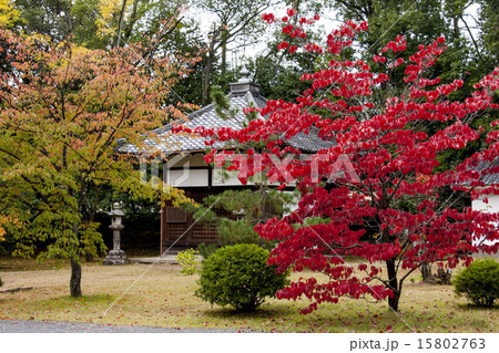 広隆寺の紅葉 広隆寺の紅葉 15802763
