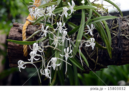 フウラン 15803032