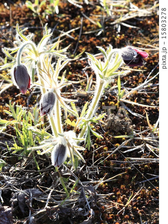 野生の翁草の花 15803278