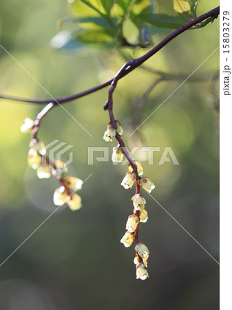 キブシの花 キブシの花 15803279