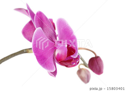 Beautiful purple orchid 15803401